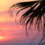 schmales Regal - Palme - Sonnenuntergang